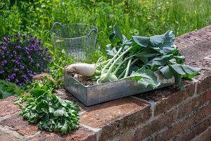 Freshly harvested celery stalks, kohlrabi and radish