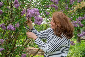 Woman cutting flowering lilac (Syringa) in the garden