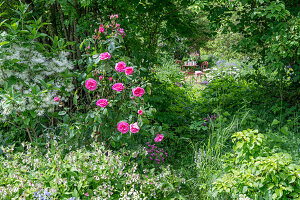 Rosenstrauch 'Fräulein Marie' (Rosa) und Schneeflockenstrauch (Chionanthus virginicus) im eingewachsenen Garten