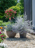 Emus shrub 'Silver Striker' (Eremophila nivea) and crimson cylinder cleaner (Callistemon) in pots on patio