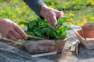 Pricking out night violets (Hesperis), repotting seedlings in clay pots