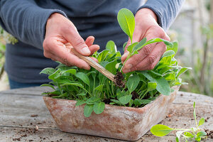 Prick out night violet (Hesperis), repot seedlings in clay pot