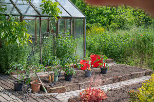 Tomatenpflanzen in Kübeln vor dem Umpflanzen ins Beet vor Gewächshaus