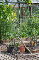 Tomato plants in containers before planting in the vegetable patch