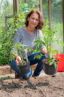 Frau pflanzt Tomatenpflanzen ins Beet