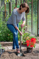 Frau pflanzt Tomatenpflanzen ins Beet