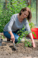 Woman plants tomato plants in the bed