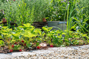 Strawberries in the bed, plants with fruits