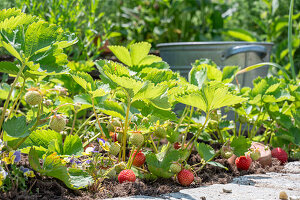 Erdbeeren im Beet, Pflanzen mit Früchten