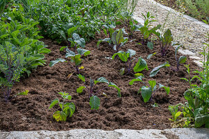 Kohlrabi 'Azur Star' in a bed, young plants