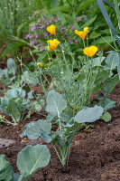 Blühender Goldmohn im Beet, Portrait