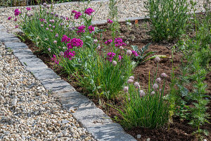 Bed edging with clove campion (Silene armeria) and chives (Allium schoenoprasum)