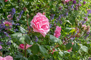 Rose (Rosa) 'Centenaire de Lourdes' and flowering catmint (Nepeta fassenii) in the border