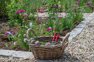 Pruning chives in the bed, clove cinquefoil (Silene armeria)