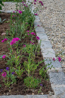 Rückschnitt von Schnittlauch im Beet und Nelkenleimkraut (Silene armeria) und Schopfsalbei (Salvia viridis)