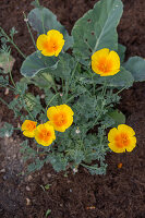 Kalifornischer Mohn (Eschscholzia Californica) im Beet