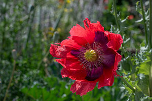 Macedonian brown poppy