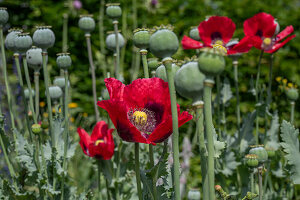 Macedonian brown poppy (Papaver somniferum) in a bed