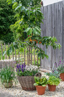 Kirschbaum (Prunus) 'Colney', Ziersalbei (Salvia farinacea), Zierlauch (Allium), Salat 'Forellenschluß' in Töpfen auf Terrasse