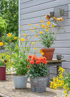 Dahlias and black eyed susans in pots on terrace