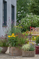 Blumentöpfe auf Terrasse, Mädchenauge (Coreopsis), Patagonisches Eisenkraut (Verbena bonariensis), Oregano, Lavendel, Wunderbaum, Palmwedelsegge 'Bicolor'