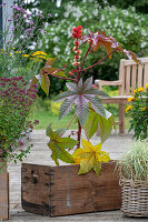 Wunderbaum (Ricinus communis), frischer Trieb mit Blüte im Beet