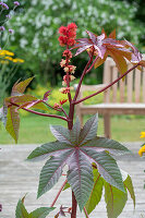 Wunderbaum (Ricinus communis), frischer Trieb mit Blüte im Beet