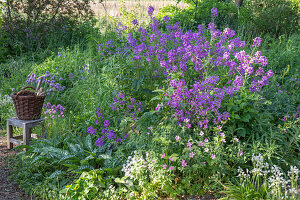 Gewöhnliche Nachtviole (Hesperis matronalis) im Beet