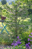 Japanese storax tree (Styrax japonicus) and night violet (Hesperis matronalis) in the garden