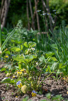 Unripe strawberries and pansies (Viola wittrockiana) in the bed