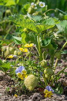 Unripe strawberries and pansies (Viola wittrockiana) in the bed