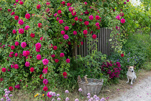 Bourbon rose Vivid flowering