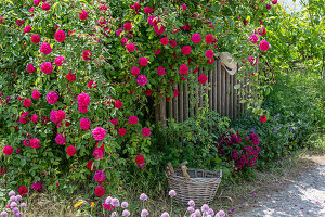 Bourbon rose (Rosa Borbonica) 'Vivid' single-flowering as a dog rose by the garden fence