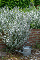 Wool cistus (Stachys Byzantina) growing in the raised bed