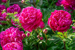 Pink blühende Pfingstrose (Paeonia), Portrait