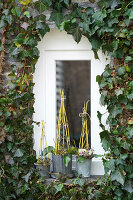 Potted plants with yellow dogwood (Cornus) and ivy (Hedera) Arched gateway around the window