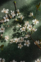 Cherry blossoms (Prunus) on a deep green concrete background in spring