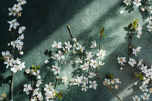 Kirschblütenzweige (Prunus) auf tiefgrünem Betonhintergrund im Frühling