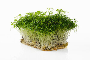Cress on growing material