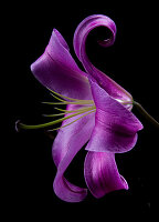 Lilafarbene Gloriosa (Gloriosa superba) Blüte vor schwarzem Hintergrund