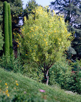 Blühender Akazienbaum am Hang (Acacia cyanophylla)