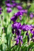 Lila Schwertlilien (Iris) im sonnigen Frühlingsgarten