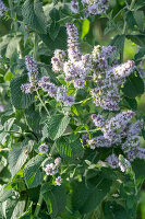 Apfelminze (Mentha Suaveolens), blühende Staude im Garten