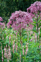 Water eupatorium (Eupatorium maculatum) and candle knotweed 'Rosea' (Persicaria amplexicaulis) flowering in the border