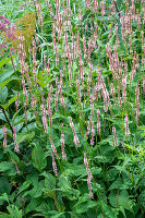 Candle knotweed 'Rosea' (Persicaria amplexicaulis) flowering in the bed