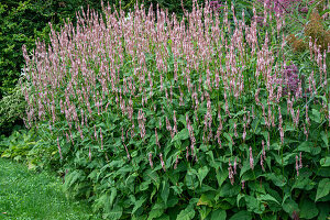 Candle knotweed 'Rosea' (Persicaria amplexicaulis)