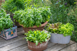 Basilikum, Endivie, Rucola und Bataviasalat in Pflanzgefäßen