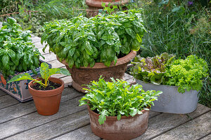 Basilikum, Endivien, Rucola, Bataviasalat, Mangold 'Bright Lights' in Töpfen