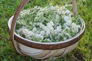 Cut yarrow (Achillea) in a basket