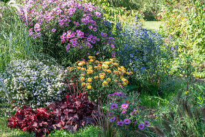 Myrtle aster 'Pink Cloud' (Aster ericoides), purple bell (Heuchera), chrysanthemums (Chrysantheum), bearded flower in the border